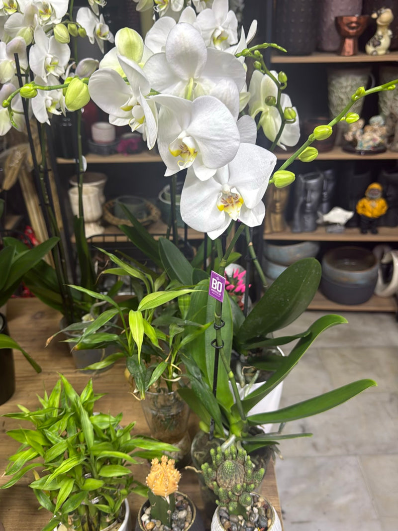 Orchidea farfalla — foto 1 di 16