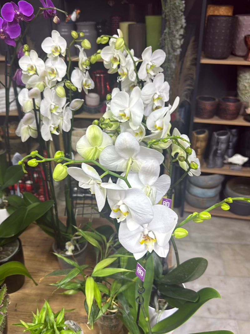 Orchidea farfalla — foto 2 di 16
