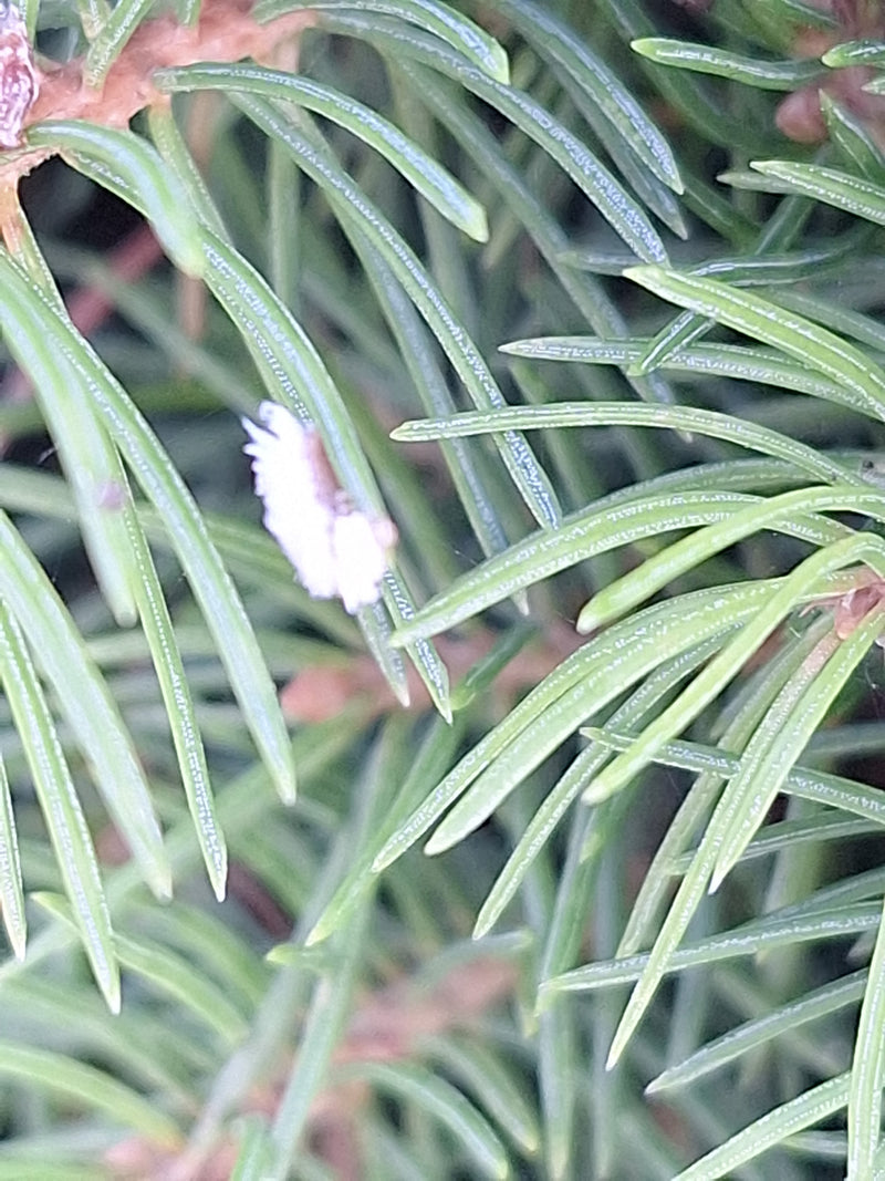 Cocciniglie — Bild 1