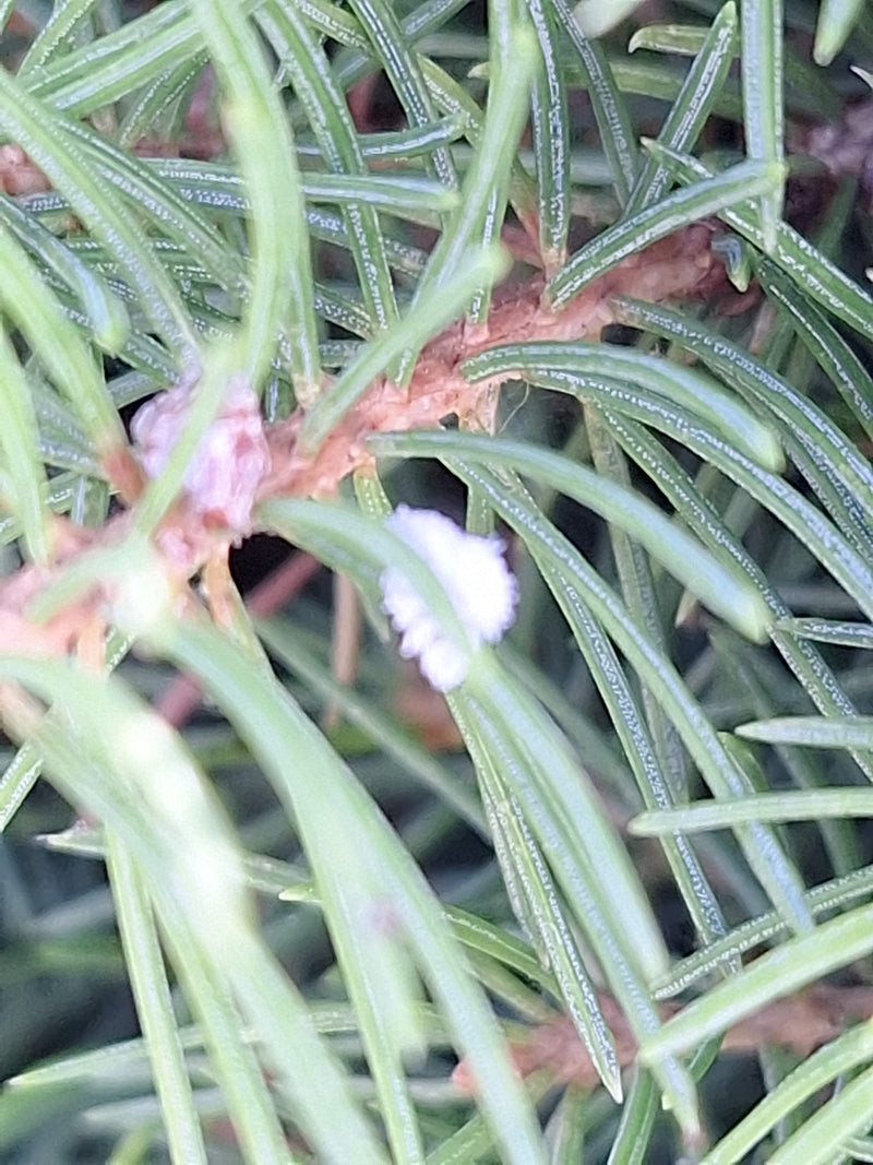 Cocciniglie — Bild 2