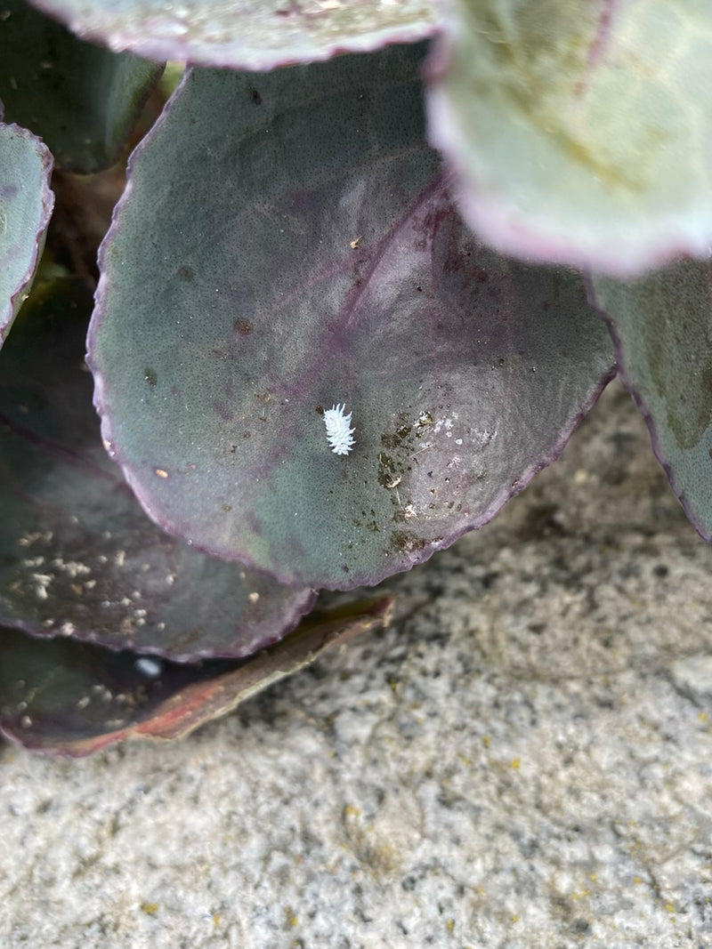Cocciniglie — Bild 5