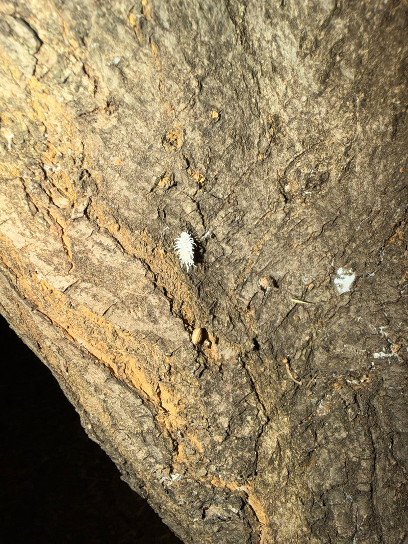 Una cocciniglia farinosa bianca si trova sulla corteccia ruvida di un albero. L'insetto è ben visibile.