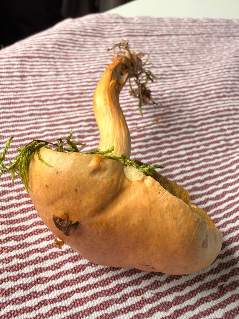 Porcini grassi — foto 1 di 3