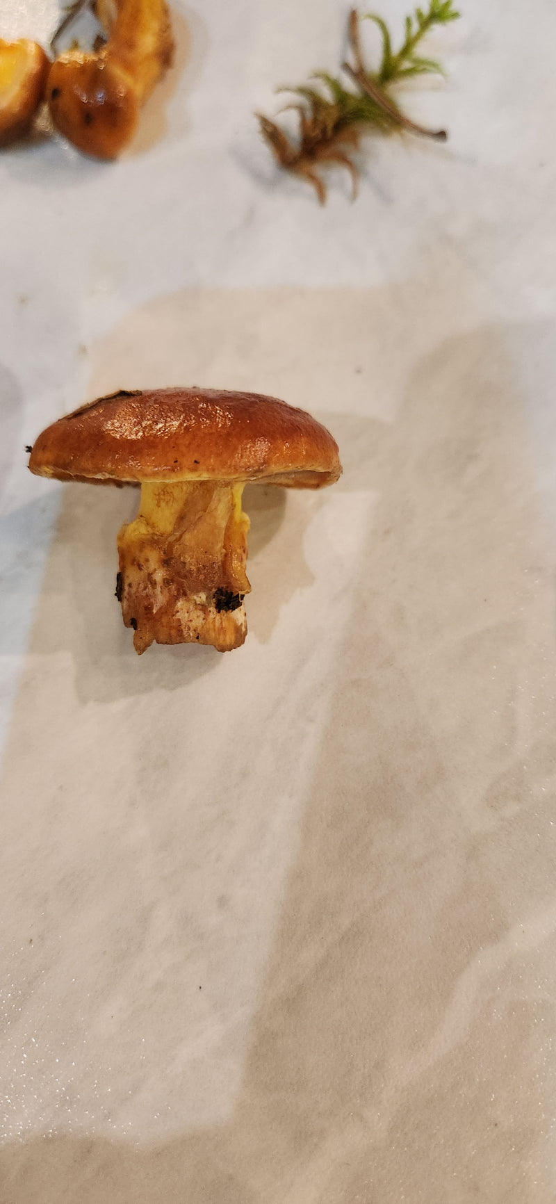 Porcini grassi — foto 3 di 3