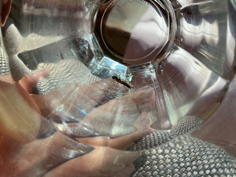 Schmuck-Waffenfliege — foto 1 di 1
