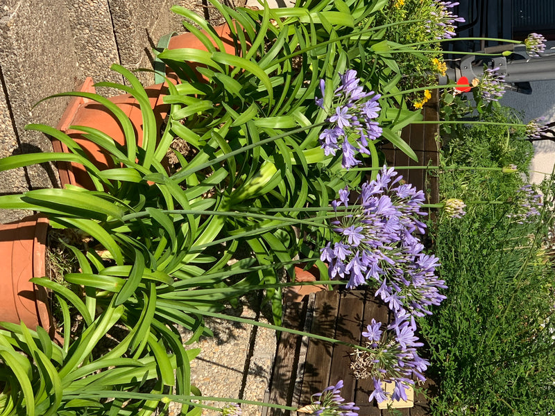 Sono visibili diverse Agapanthus in fiore in vasi su una terrazza. Le piante mostrano le loro caratteristiche infiorescenze blu sferiche e le lunghe foglie v...