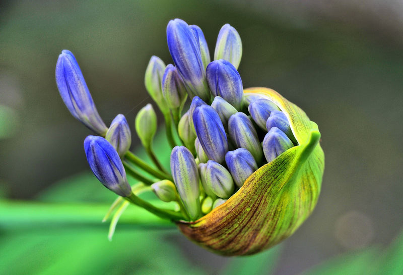 Un primo piano mostra i boccioli floreali chiusi di un agapanto (Agapanthus africanus). Le gemme blu-viola emergono da una spata verde che si apre.
