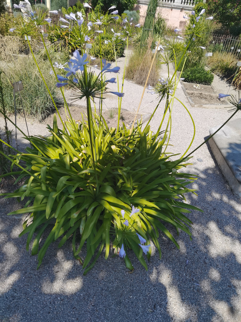 Si vede un magnifico agapanto con lunghe foglie verdi e infiorescenze blu su steli lunghi. La pianta si trova in un'area giardino soleggiata.