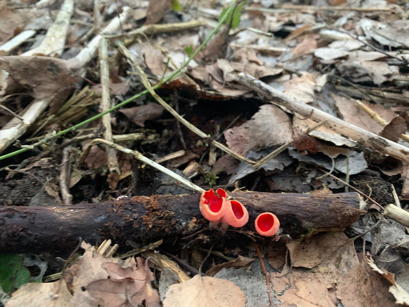 Tre corpi fruttiferi a forma di coppa di colore rosso vivo di sarcoscifa crescono su un ramo in decomposizione tra le foglie cadute sul suolo della foresta.
