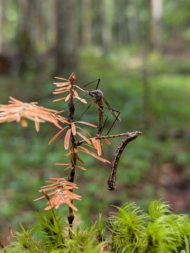 Una tipula è posata sugli aghi secchi di un piccolo rametto nel bosco. Le sue lunghe zampe e il corpo sottile sono ben visibili.
