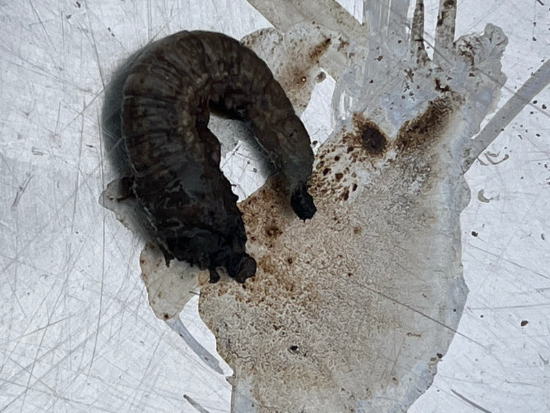 Una larva di tipula scura si trova su una superficie chiara e leggermente graffiata. Il corpo è curvo e ben visibile.