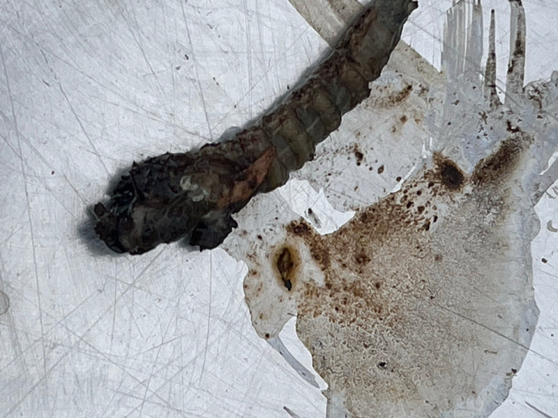 Si vede una larva di tipula brunastra sdraiata su una superficie chiara e strutturata.
