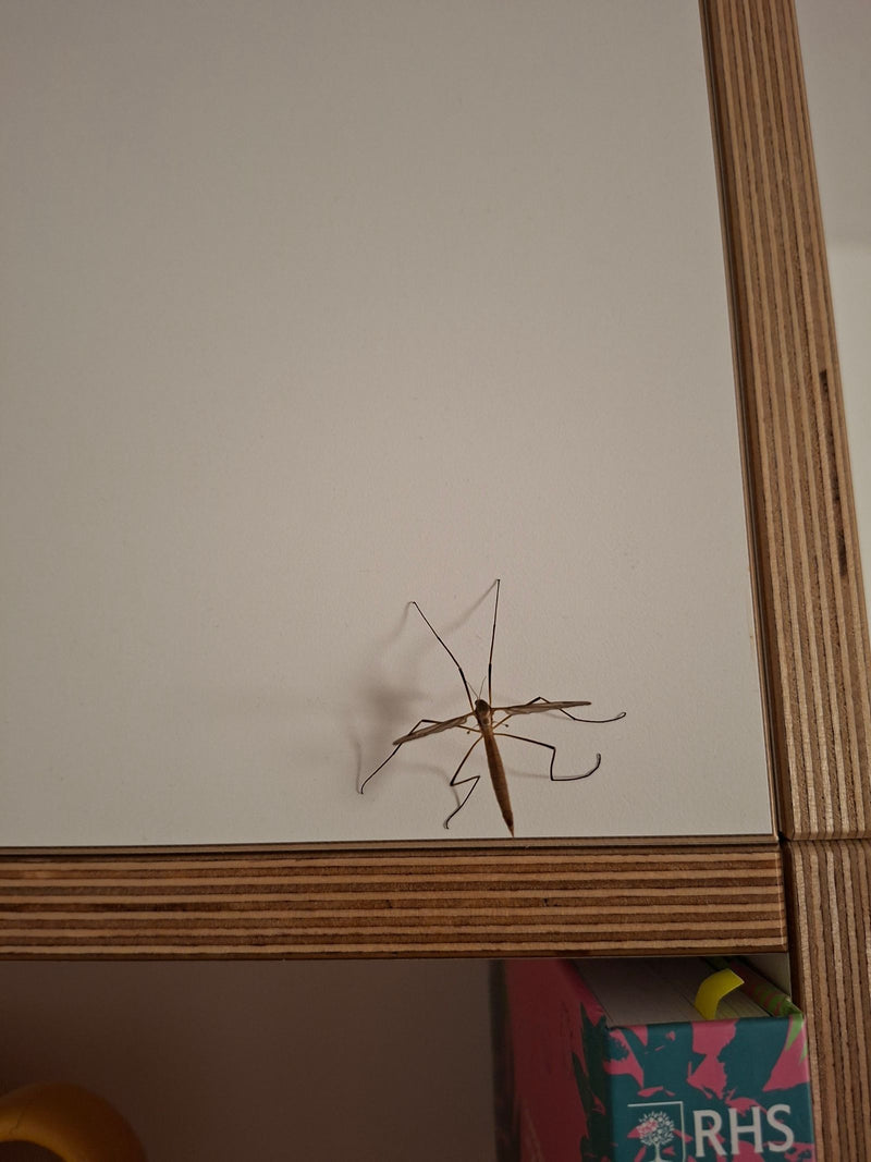 Una tipula adulta riposa su una superficie chiara di legno o di un mobile in un ambiente interno. Le sue lunghe e delicate zampe sono ben visibili.