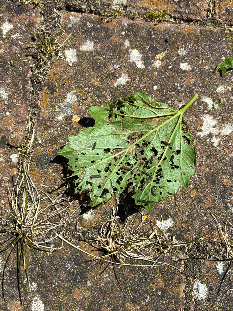 Scarabeo delle foglie di viburno — Bild 1