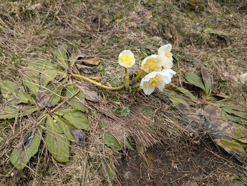 Rosa di Natale — Bild 1