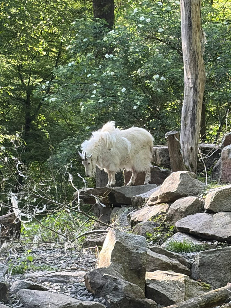 capra di montagna — Bild 1