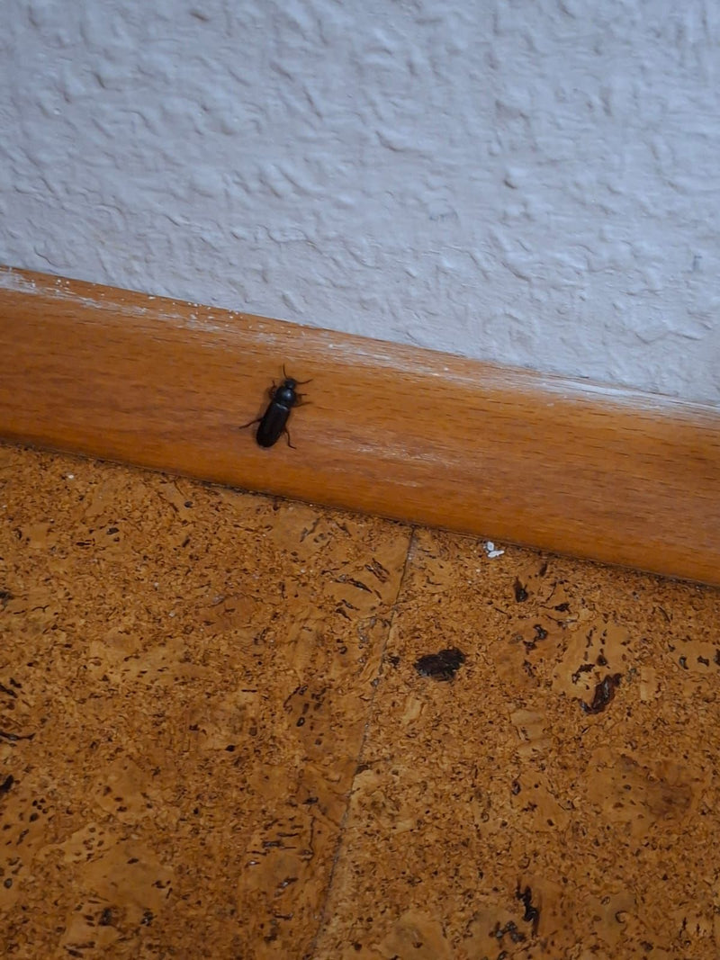 Fare clic su coleotteri (genere Agriotes) — foto 1 di 11