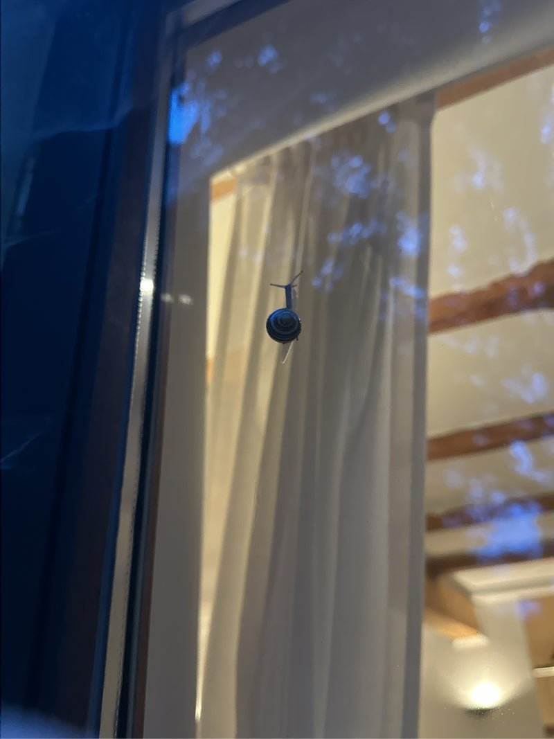 lumaca lumaca — foto 5 di 6