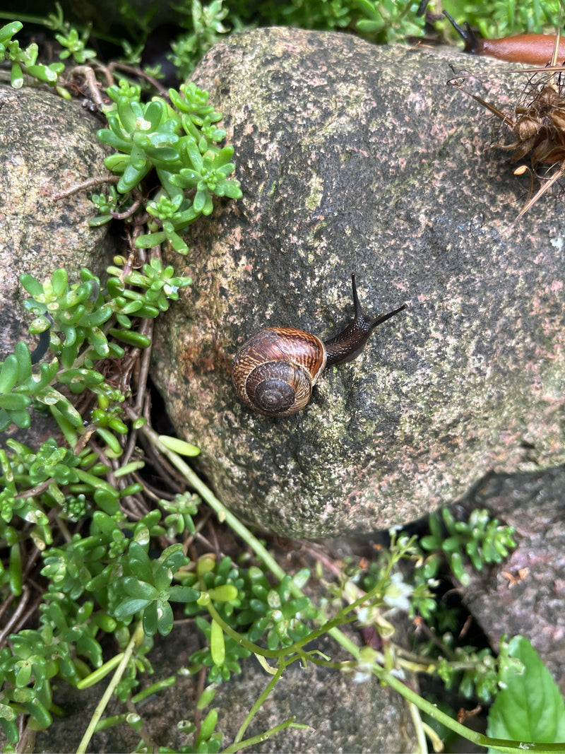 lumaca lumaca — foto 3 di 6