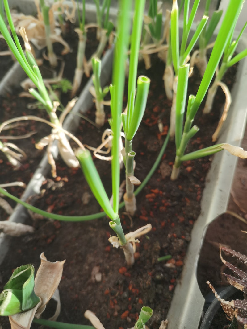 L'immagine mostra diverse piante di erba cipollina verde in fioriere allungate. Alcuni steli sono già stati tagliati.