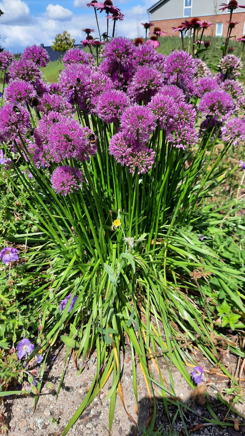 È visibile una lussureggiante pianta di erba cipollina con numerose infiorescenze viola sferiche e lunghi steli verdi in un'aiuola. La pianta è in piena fior...