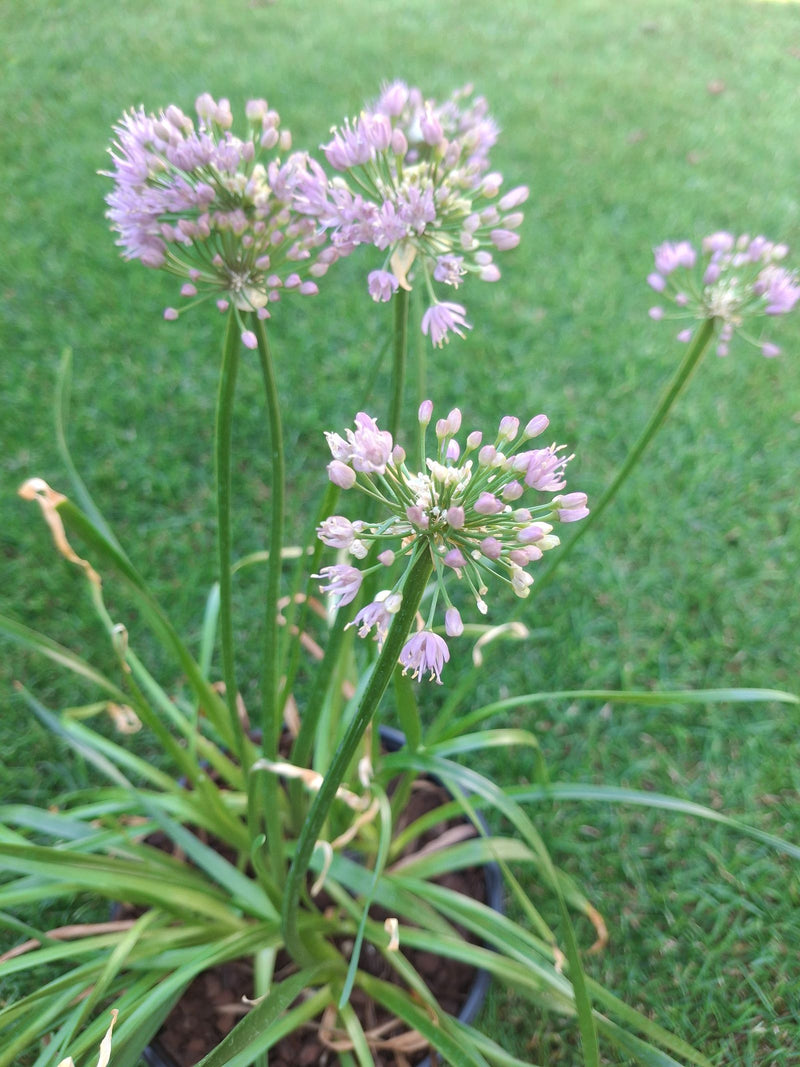 L'immagine mostra erba cipollina in fiore con caratteristiche infiorescenze rotonde viola e foglie tubolari strette. La pianta è in un vaso davanti a un prato.