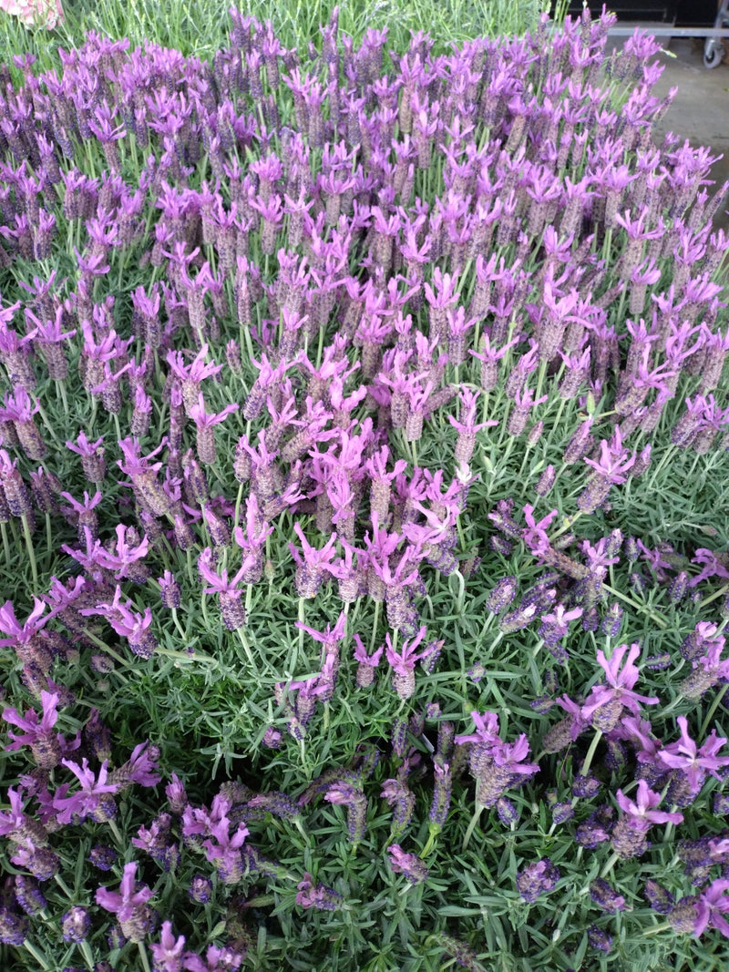 Lavanda crestata — Bild 1