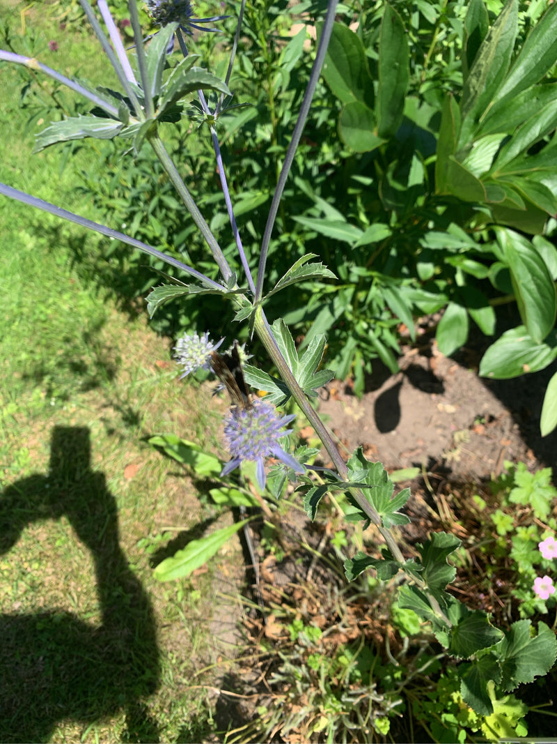 Spazzacamino — foto 5 di 13