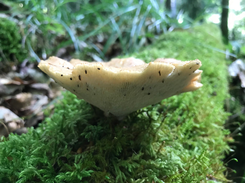 Porling squamoso — foto 4 di 6