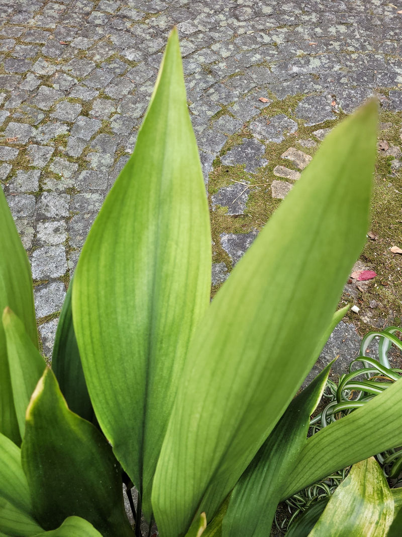 Grandi foglie verdi erette di un'aspidistra davanti a un vialetto lastricato con un po' di muschio.