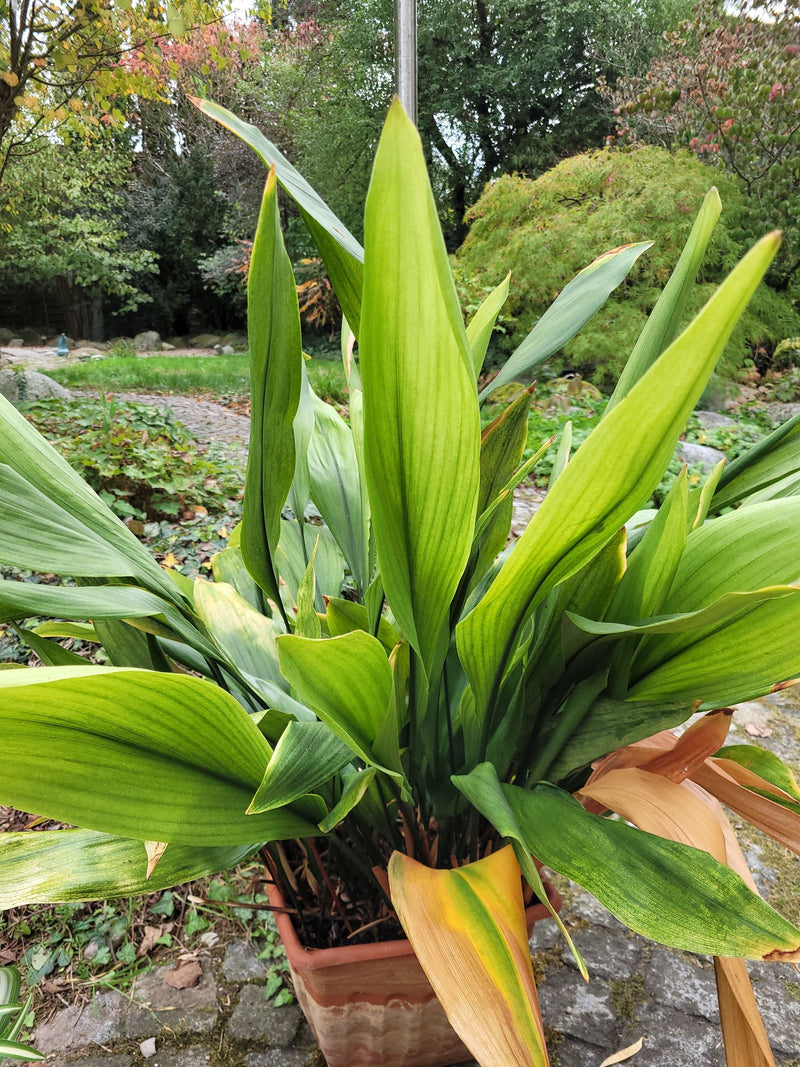 Un'aspidistra cresce con numerose foglie lanceolate erette in un vaso all'aperto.