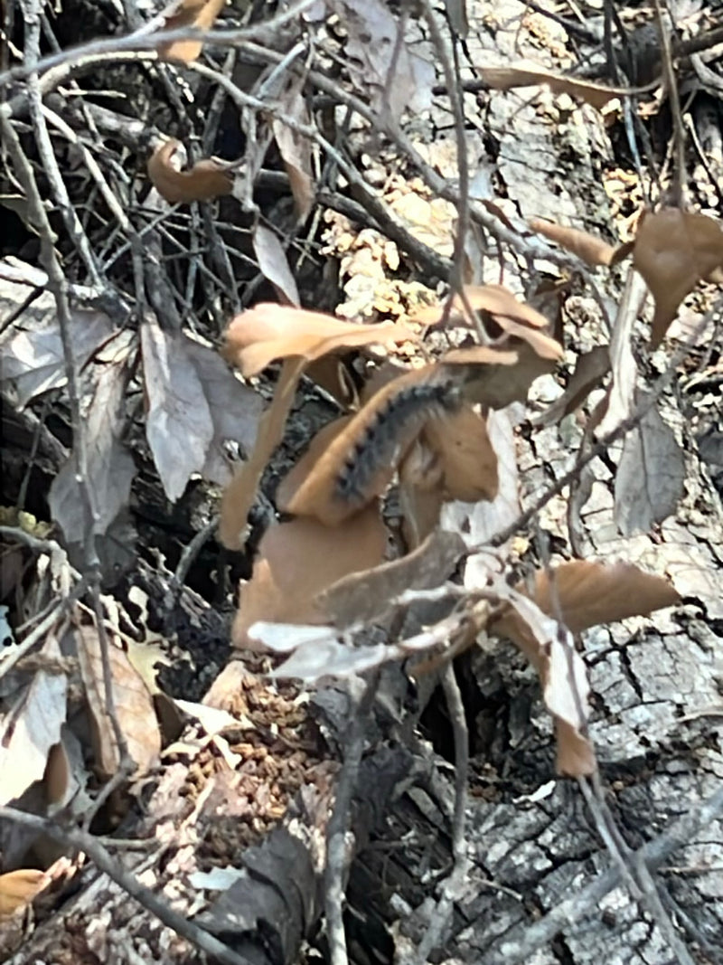 Un bruco di Lymantria dispar si trova su foglie secche e rami sottili davanti alla corteccia di un albero. Lo stadio larvale è chiaramente riconoscibile.