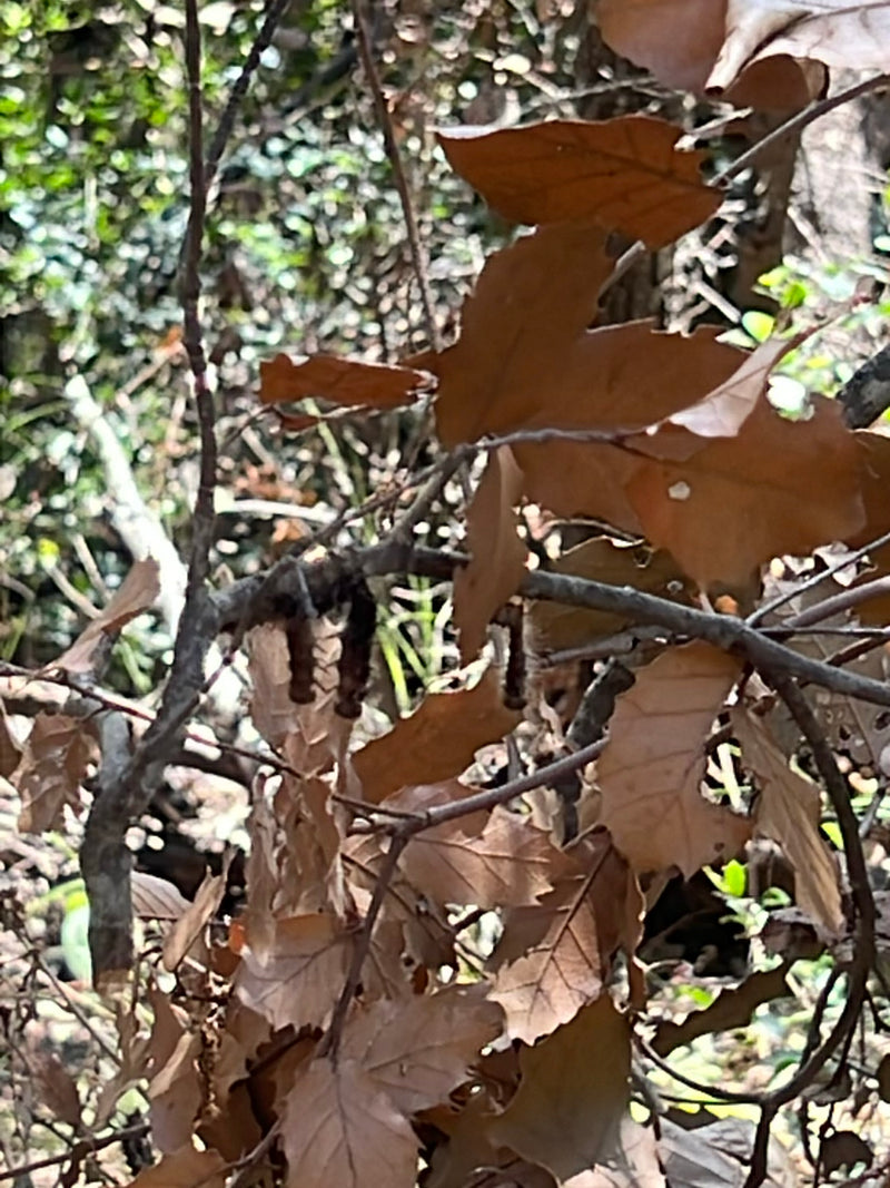 Diversi bruchi della processionaria del leccio sono appesi a un ramo sottile in mezzo a foglie secche. Gli animali sono difficili da riconoscere.