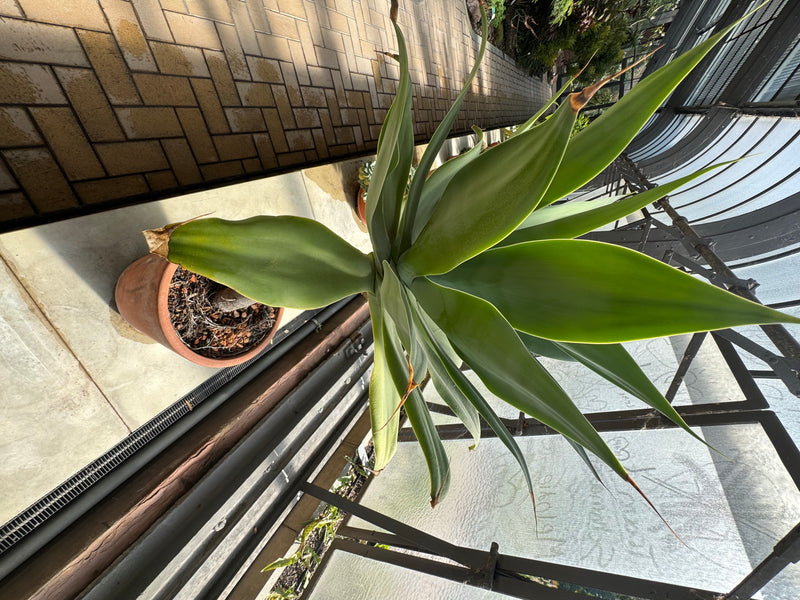 Schwanenhals-Agave — foto 1 di 1