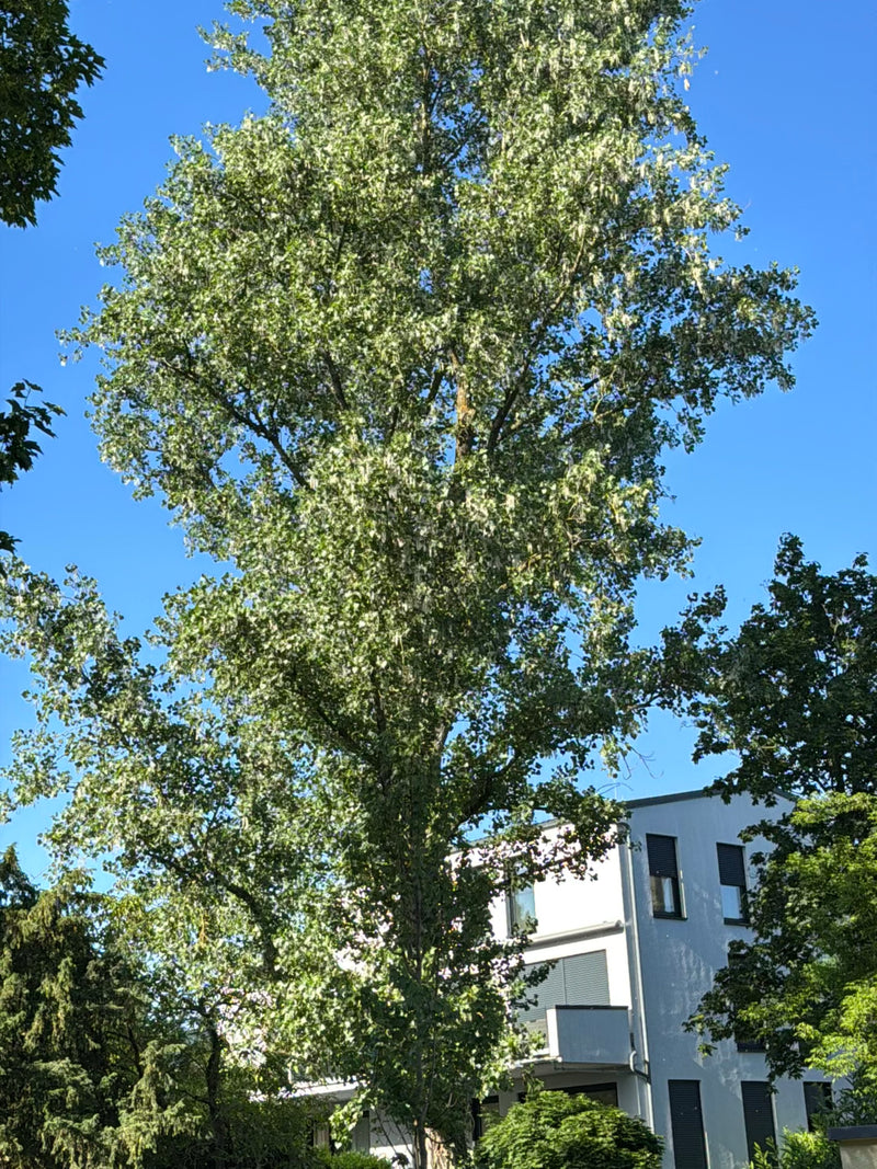 L'immagine mostra un grande pioppo nero con una chioma densa di fronte a un edificio residenziale al sole. L'albero è visibile per intero dal basso.