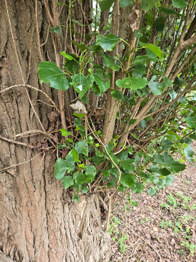 L'immagine mostra il tronco di un pioppo nero con corteccia caratteristica e giovani foglie verdi. La foto riprende la parte inferiore del tronco con rami ch...