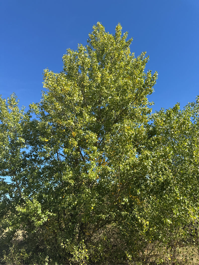 Un pioppo nero frondoso si erge contro un cielo azzurro limpido.