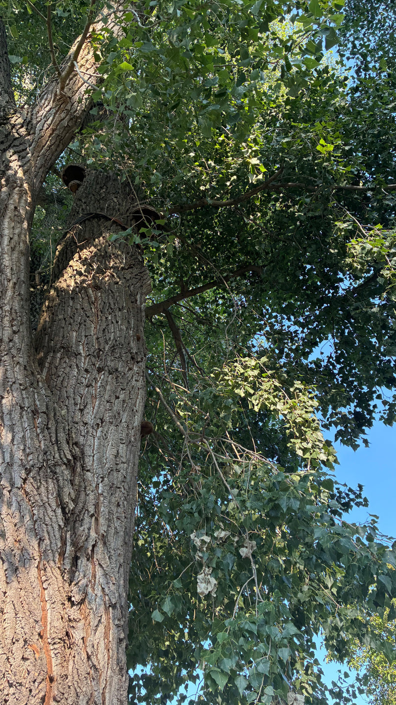 Si vede un pioppo nero adulto con corteccia solcata e chioma verde. L'albero si erge contro un cielo azzurro.