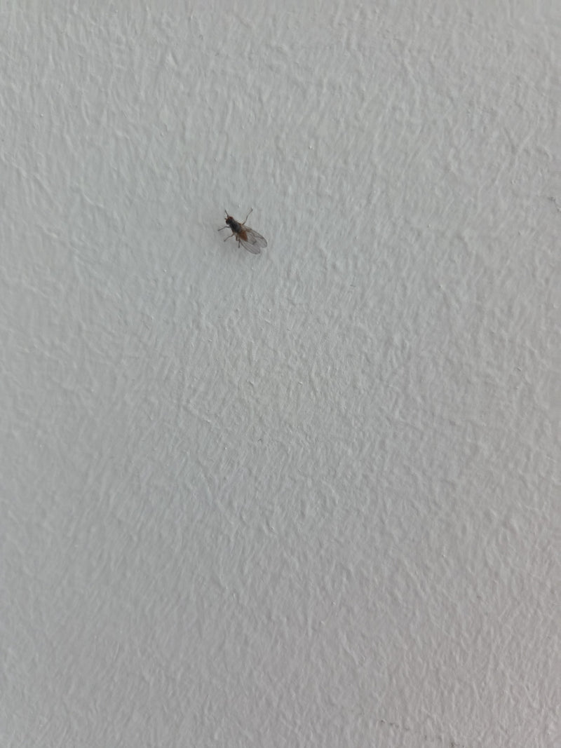 mosca della frutta — Bild 2