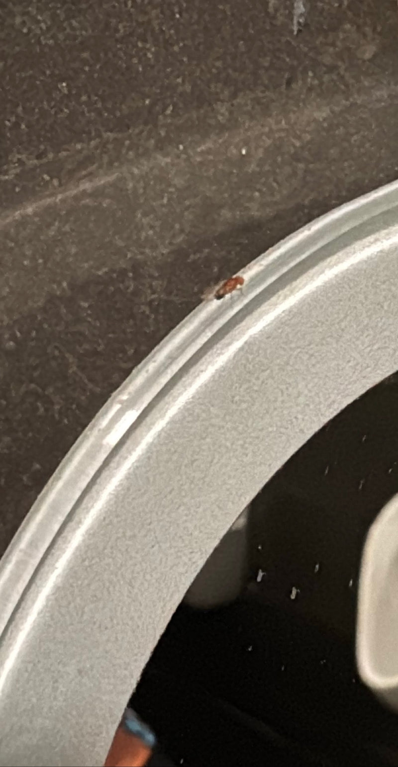 mosca della frutta — Bild 1