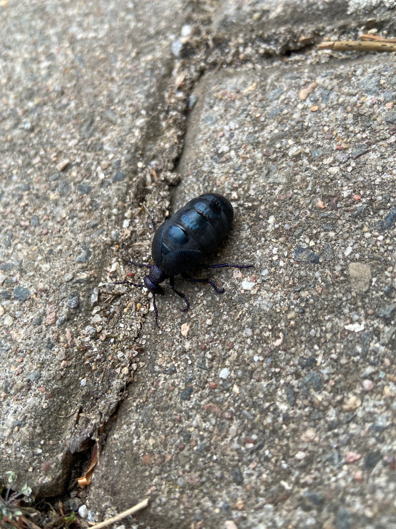 Scarabeo del petrolio nero-blu — Bild 2