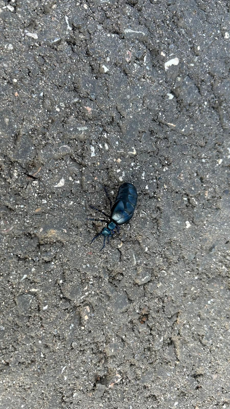 Scarabeo del petrolio nero-blu — Bild 1