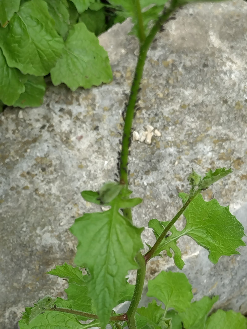 Pidocchio dei fagioli neri — Bild 1