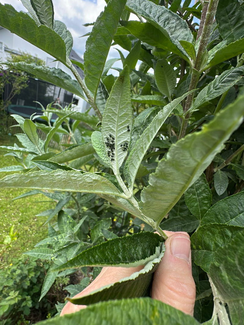 Una colonia di afidi neri della fava è visibile sulla pagina inferiore di una foglia verde. Gli insetti sono raggruppati vicini.