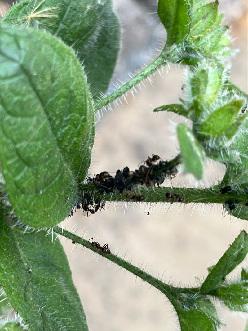L'immagine mostra una colonia di afidi neri della fava sui fusti verdi e sulle foglie di una pianta. Gli insetti sono raggruppati fittamente e si nutrono del...