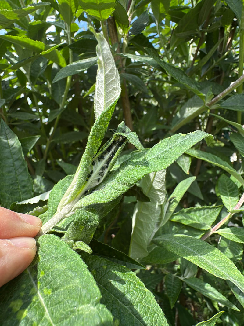 L'immagine mostra una colonia di afidi neri raggruppati densamente sulla pagina inferiore di una foglia verde. Si nutrono della linfa della pianta.