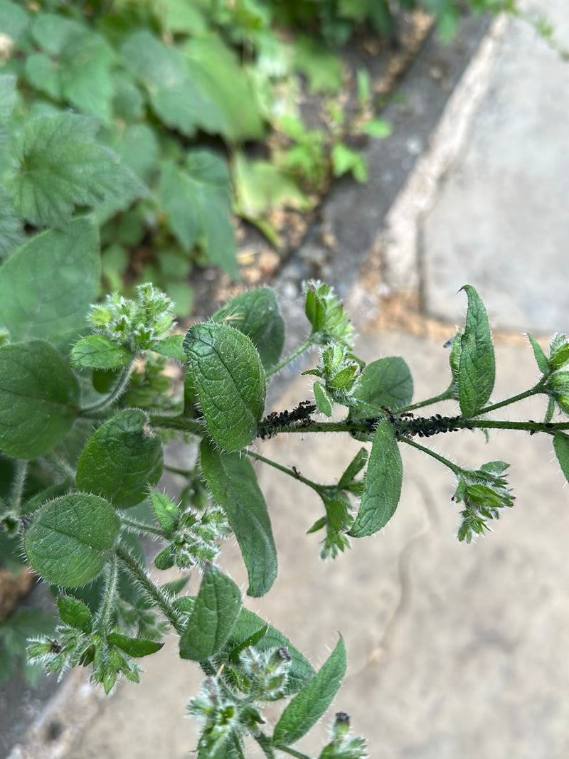 L'immagine mostra numerosi afidi neri della fava raggruppati strettamente sui fusti di una pianta. Si nutrono della linfa della pianta.