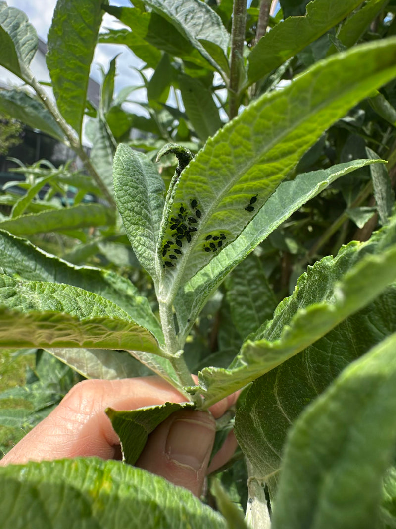 Una colonia di afidi neri della fava si trova sulla pagina inferiore di una foglia verde. I piccoli insetti sono strettamente ammassati.