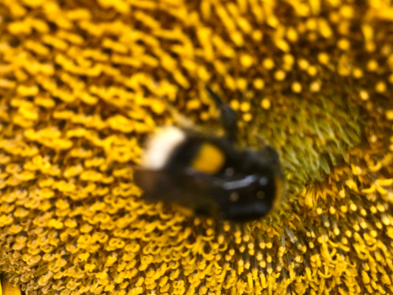 Il soldato nero vola — Bild 1