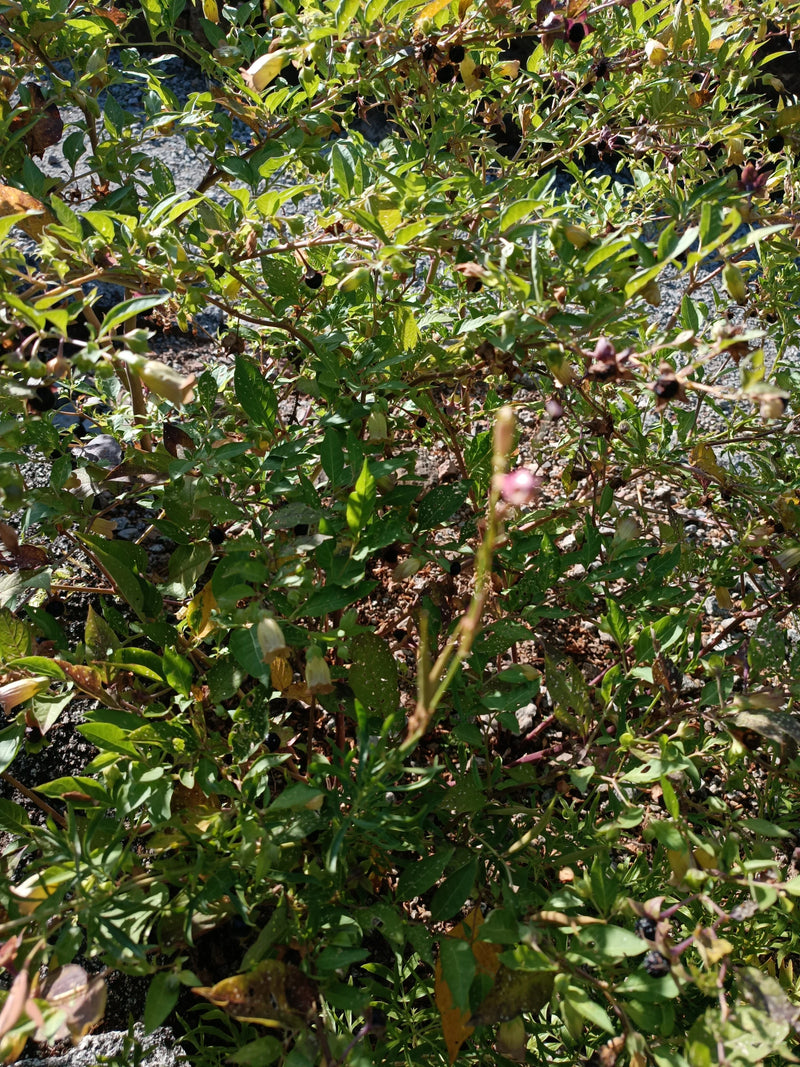 Belladonna nera — Bild 1